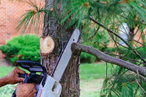 Professional Tree Removal and Landscaping Services in Sandston, VA